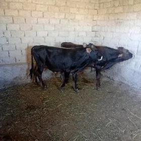 2 sany okuz