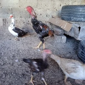 Taşgent Horaz. Abmen