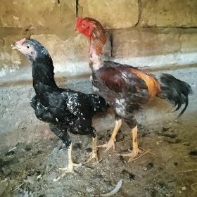 Taşgent Abmen..