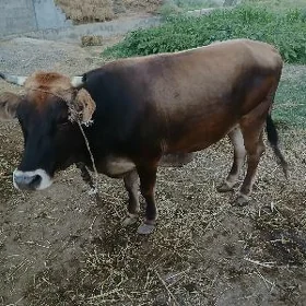 Tüwe