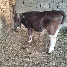 SIWES OKUZCE MIŞGA