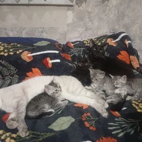 СРОЧНО!!!! КОТЯТА!!!!
