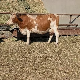 Göleli  sygyrlar