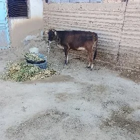 Tüwe