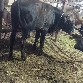 Öküz