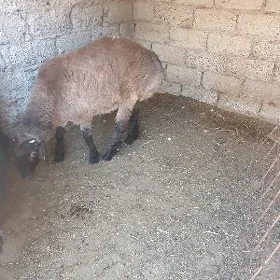 Goç