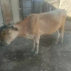 Boğaz sygyr