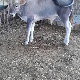 arassa şwes öküzçe