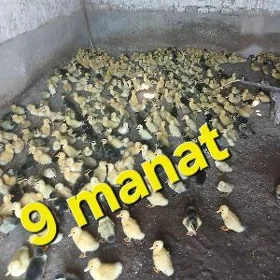Ördek gak gak