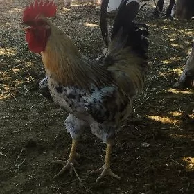 towuk horaz