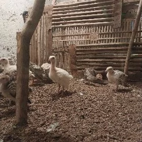 Induk inyuk juyje juje