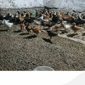 tejen paroda juyje