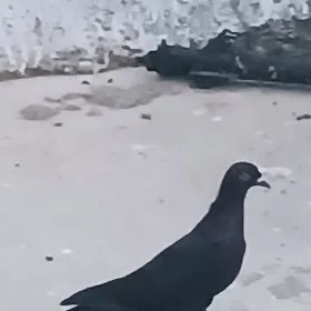 kepderi