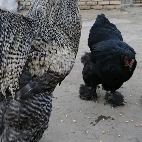 Horaz bramo paroda