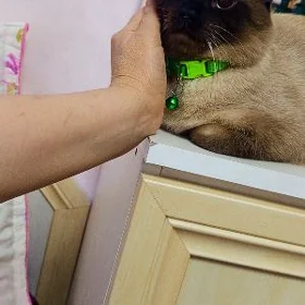 кот