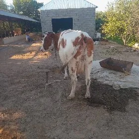 semental galşteýin bogaz
