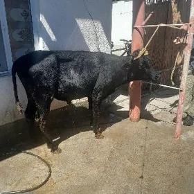 öküz