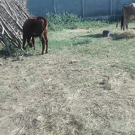 gulajyn