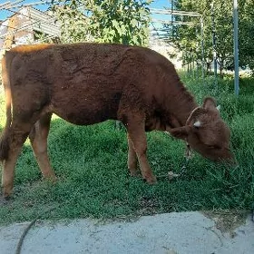 tüwe