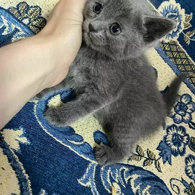 котята вислоушки