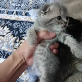 котята
