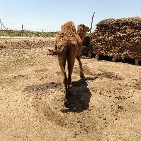 Köşekli düÿe