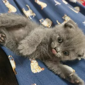Шотландские вислоухие котят