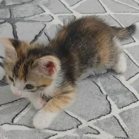 Pişik/Кошка