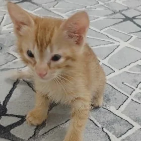Pişik