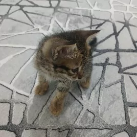 Pişik