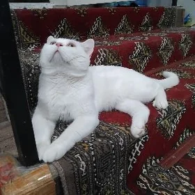 Кот(Pişik)