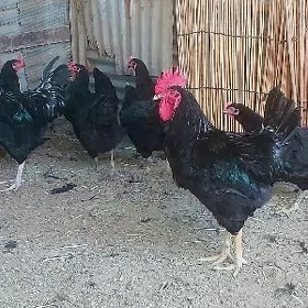 gigant tovuk yumurtga