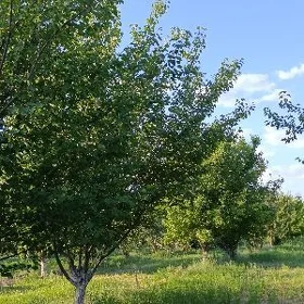 Bagbançy gerek