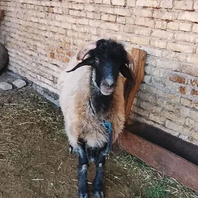 GOÇ