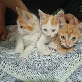 котят