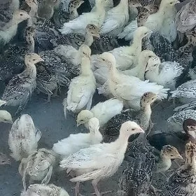 induk jüýje