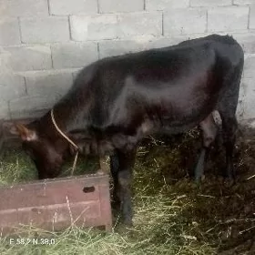 tuwe
