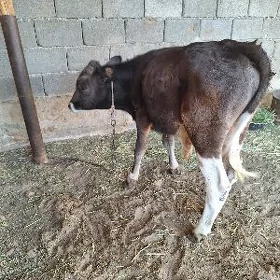 SIWES TOHUM OKUZCE MIŞGA
