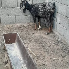 geci