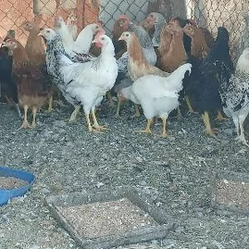 Satlyk Horazlar