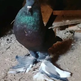 Kepderi dutyş