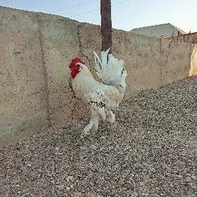 Horaz