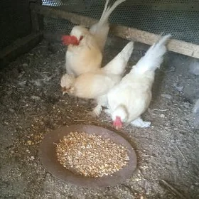karlık horaz