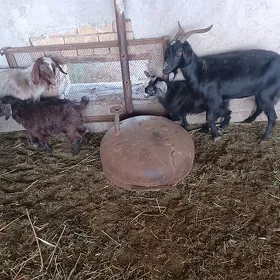 Owlakly geciler we Cewişler