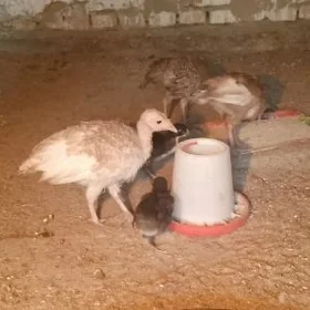 İnduk Jüýje