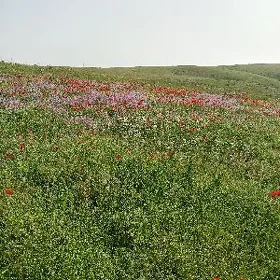 Boş mellek 12 sotyk