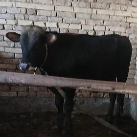 Öküz