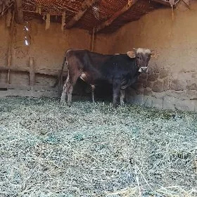 Öküz