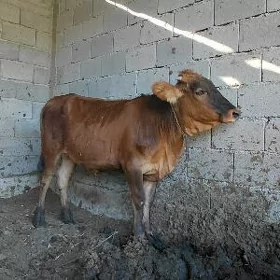 Tüwe