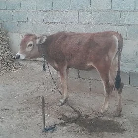 tuwe